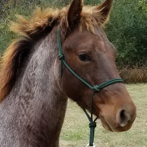 Meet your Posher, Sherren